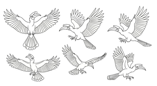 Hornbill Bird Set in Flight, Hand Drawn Ink Sketch Illustration