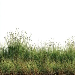 Fototapeta premium Tall Grass on White Background