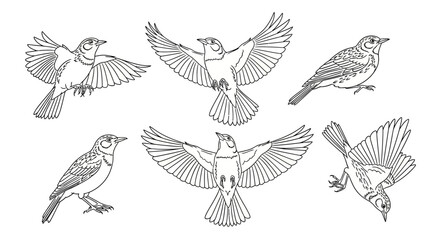 Obraz premium Set of sparrow birds in various flying and perched poses line art