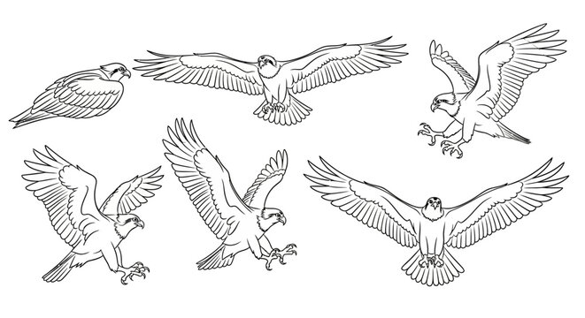 Set of Hand-Drawn Eagle Sketches in Various Dynamic Flight Poses