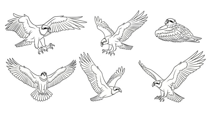 Osprey Bird Set Illustrations in Various Dynamic Poses