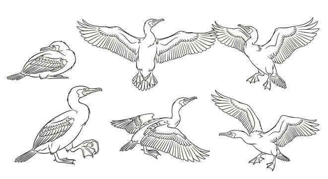Cormorant bird illustrations collection, various poses, line art