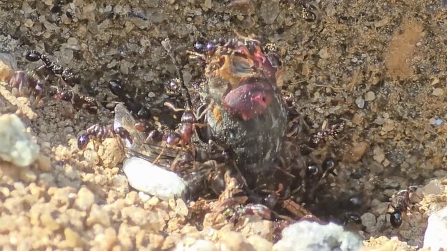 
Incredible teamwork of small ants pulling and carrying a giant insect prey together,#006
자기 몸집보다 수십 배 큰 먹이를 협동하여 개미굴로 운반하는 개미들의 생태 #006

 