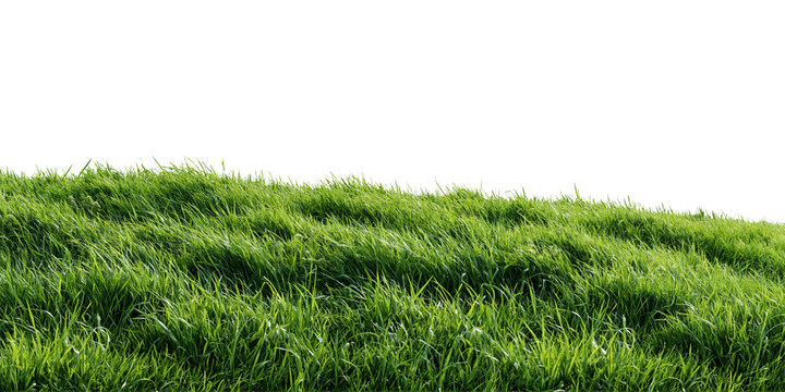 green grass field isolated on white transparent background - design element cut-out object