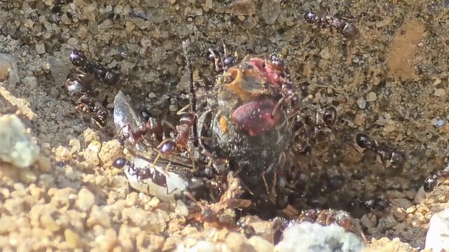 

Incredible teamwork of small ants pulling and carrying a giant insect prey together,#007
자기 몸집보다 수십 배 큰 먹이를 협동하여 개미굴로 운반하는 개미들의 생태 #007
 