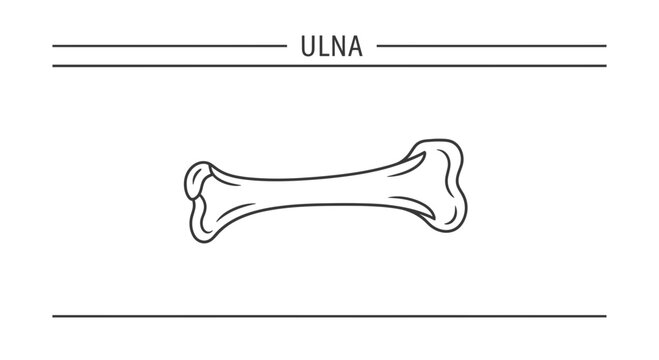 Ulna Bone Illustration - Anatomy Diagram
