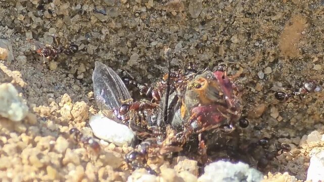 

Incredible teamwork of small ants pulling and carrying a giant insect prey together,#008
자기 몸집보다 수십 배 큰 먹이를 협동하여 개미굴로 운반하는 개미들의 생태 #008

