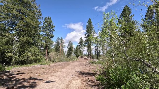 4K wide shot of a dirt forest pathway with stacked wooden logs under a clear blue sky