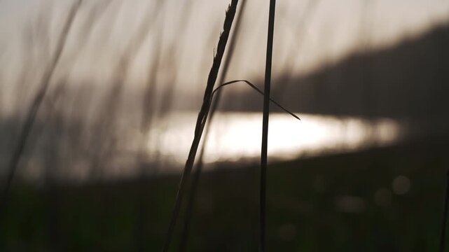 Silhouette of a grassland against the backdrop of a long inlet and the dazzling afternoon sun