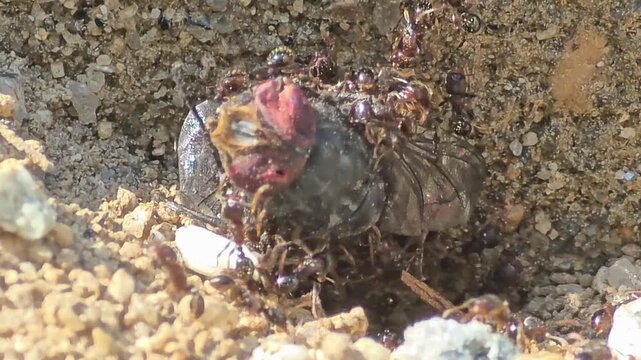 
Incredible teamwork of small ants pulling and carrying a giant insect prey together,#010
자기 몸집보다 수십 배 큰 먹이를 협동하여 개미굴로 운반하는 개미들의 생태 #010

