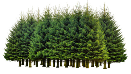 Dense cluster of green coniferous trees, isolated on transparent background © AnaMaria