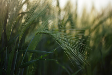 Fototapeta premium Close up of young green wheat on the field