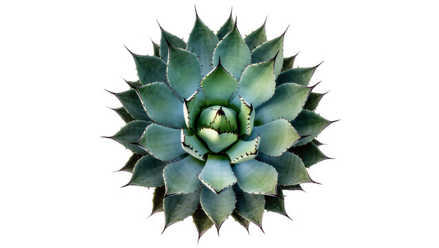 Green agave succulent plant with sharp pointed leaves, isolated on transparent background