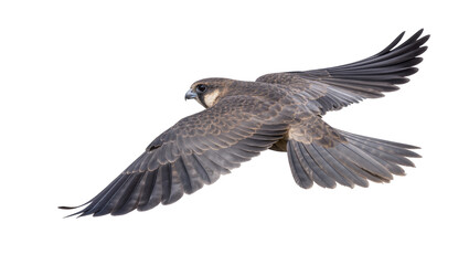 Obraz premium Brown falcon bird with spread wings in flight, isolated on transparent background