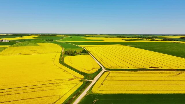 Bright agricultural landscape in Latvia, yellow and green fields under blue sky