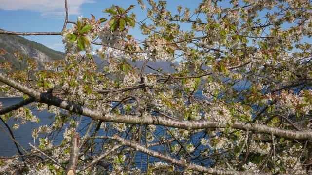 Cherry blossoms interlace with branches, set against a backdrop of blue waters and distant mountains. Ideal for nature-themed projects or travel content.
