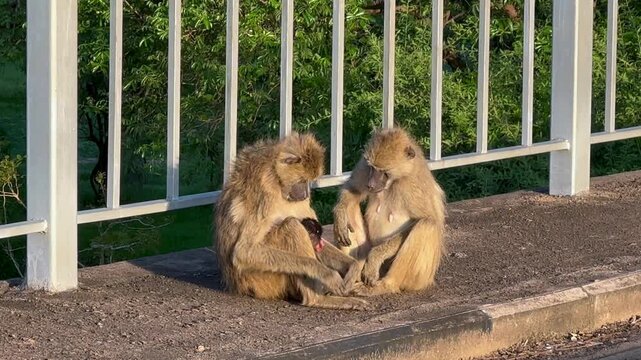 Yellow Baboons (Papio cynocephalus) with their baby sit closely on a bridge, engaging in social grooming in South Luangwa National Park in Zambia.