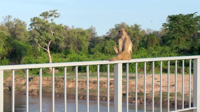 Yellow Baboon (Papio cynocephalus) on the bridge in South Luangwa National Park in Zambia.