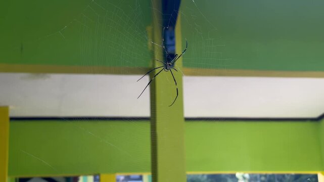 Large Wild Spider Waiting for Prey on Its Intricate Web