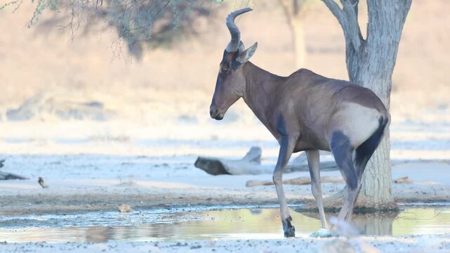 The backside of a red hartebeests while drinking at a waterhole before walking away, Kgalagadi Transfrontier Park.