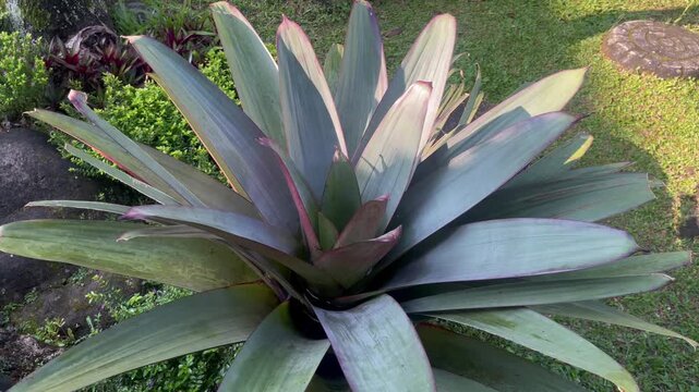 Exotic Alcantarea Bromeliad Leaves in Tropical Landscape