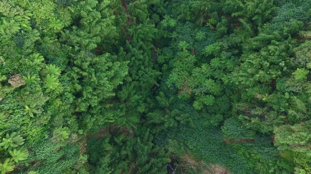 Top view of a deep ravine filled with vibrant green plants and trees. Dense forest texture, ideal for nature, ecology, and outdoor visuals.