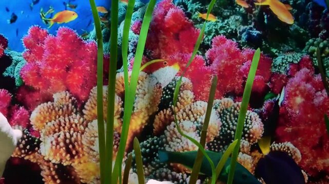 Zebra surgeonfish swimming in a tropical coral reef