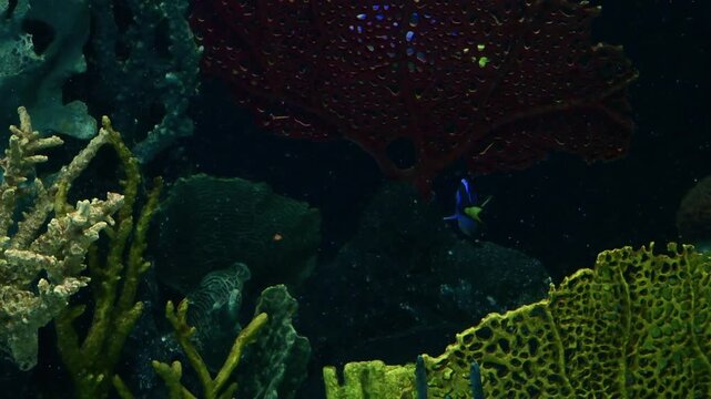 Profile of a zebra surgeonfish in the deep waters of an aquarium.