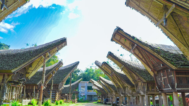Traditional tongkonan houses with boat shaped roofs in a village