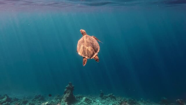 Turtle Moving Towards The Sunlight Coming Through The Sea Surface
