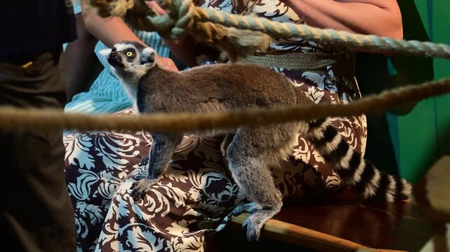 People petting a lemur at a zoo