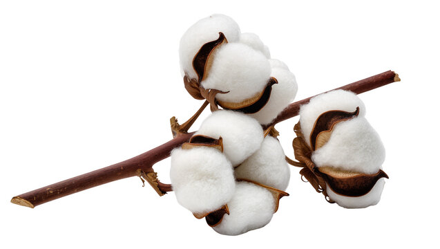 Fluffy white cotton bolls on a brown branch, isolated on transparent background