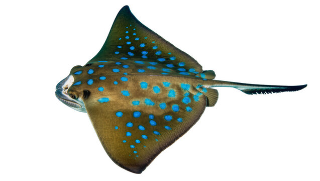 Blue spotted stingray with brown patterned skin, isolated on transparent background