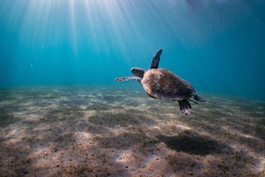 Green Sea Turtle Swimming in Sunrays Over Sandy Seabed, Bali Indonesia