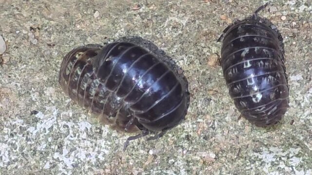 


Close-up of a male pill bug stimulating a female for mating on a rocky surface,#003
짝짓기를 위해 암컷의 몸을 자극하며 구애 행동을 하는 수컷 공벌레 클로즈업 영상 #003
