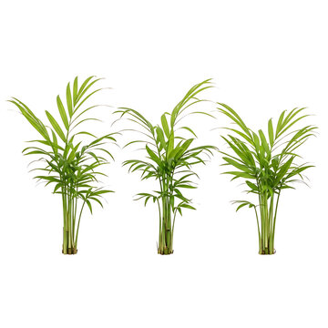 Three small green parlor palm plants with vibrant leaves and slender stems, presented as isolated cutouts on a transparent background.