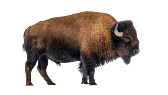 Majestic brown bison with shaggy fur horns and beard, isolated on transparent background