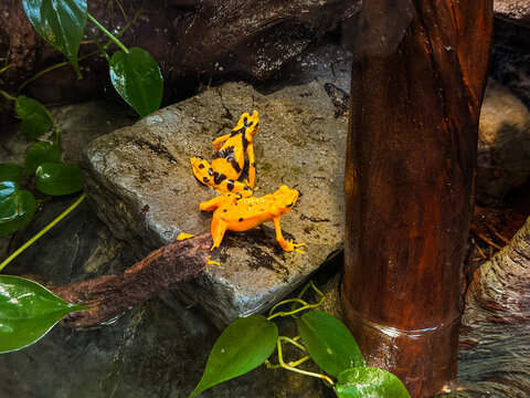 Panamanian golden frogs mating on rock at Vancouver Aquarium
