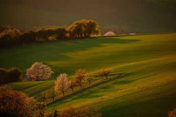 Fototapeta premium Gorgeous rural landscape with green sunny spring hills. South Moravia region, Czech Republic