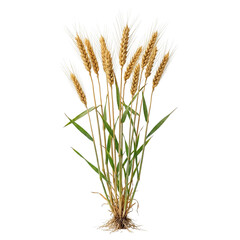 Fototapeta premium Cluster of wheat plants with golden and green ears and visible roots, isolated