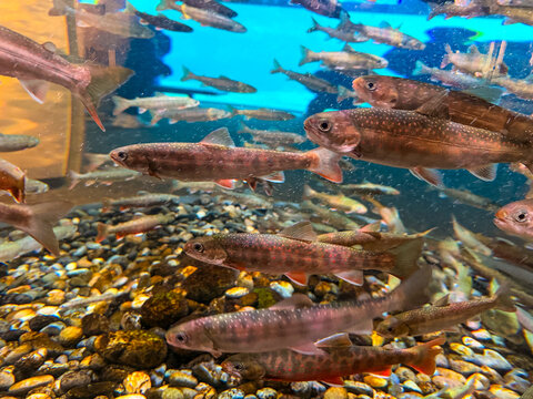 Pacific salmon juvenile fish school in Vancouver Aquarium tank