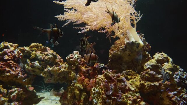 A close up shot of a small, camouflaged blenny fish resting on a vibrant, algae covered rock. The footage was taken at the Vancouver Aquarium in Stanley Park, showcasing the rich marine life of the Pa