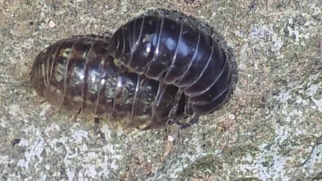 
Close-up of a male pill bug stimulating a female for mating on a rocky surface,#006
짝짓기를 위해 암컷의 몸을 자극하며 구애 행동을 하는 수컷 공벌레 클로즈업 영상 #006

 