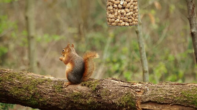 squirrel foraging, forest squirrel, wild animal, nature wildlife, squirrel eating nuts, woodland scene, peaceful forest, cute squirrel, wildlife close up, forest stream, natural habitat, animal
