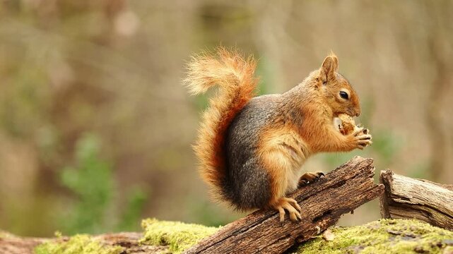 squirrel foraging, forest squirrel, wild animal, nature wildlife, squirrel eating nuts, woodland scene, peaceful forest, cute squirrel, wildlife close up, forest stream, natural habitat, animal