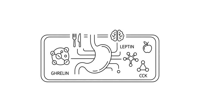 Hormonal Regulation of Appetite: Ghrelin, Leptin, CCK, and Brain Signals