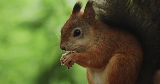 squirrel foraging, forest squirrel, wild animal, nature wildlife, squirrel eating nuts, woodland scene, peaceful forest, cute squirrel, wildlife close up, forest stream, natural habitat, animal