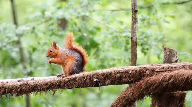 squirrel foraging, forest squirrel, wild animal, nature wildlife, squirrel eating nuts, woodland scene, peaceful forest, cute squirrel, wildlife close up, forest stream, natural habitat, animal