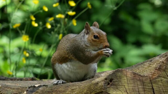 squirrel foraging, forest squirrel, wild animal, nature wildlife, squirrel eating nuts, woodland scene, peaceful forest, cute squirrel, wildlife close up, forest stream, natural habitat, animal