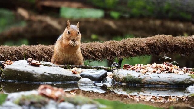 squirrel foraging, forest squirrel, wild animal, nature wildlife, squirrel eating nuts, woodland scene, peaceful forest, cute squirrel, wildlife close up, forest stream, natural habitat, animal